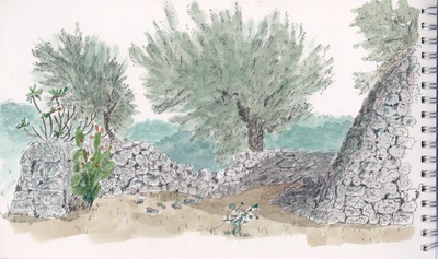Olive trees, Salento, Puglia, Italy