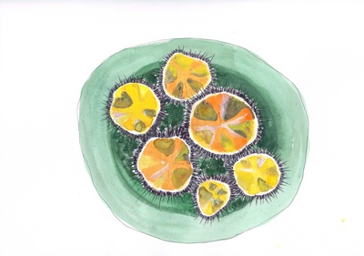sketch of ricci - sea urchin