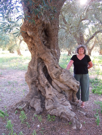 olive tree, Salento, Puglia, Italy